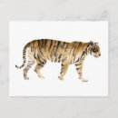 Suche nach tiger postkarten Aquarell