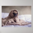 Suche nach kleine hunde poster Haustier