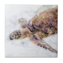 Suche nach realistisch untersetzer Fisch