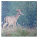 Suche nach profil fliesen Tier