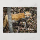 Suche nach red fox postkarten Wälder
