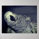 Suche nach afrikanische vögel poster Fotografie