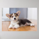 Suche nach welsh corgi poster Niedlich