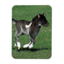 Suche nach miniatur magnete Fohlen