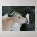 Suche nach ponys poster Rasse