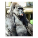 Suche nach gorilla foto poster Primat