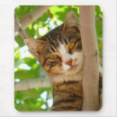 Suche nach katzen mousepads Foto