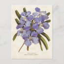 Suche nach blaue orchideen postkarten Jede person