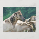 Suche nach karte von australien postkarten Pferd