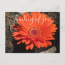 Suche nach orange gerbera postkarten Denken sie