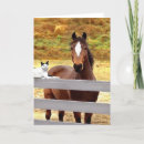 Suche nach pferd und katze Haustiere