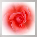 Suche nach rosa rosen poster Glänzend