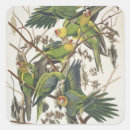 Suche nach parakeet aufkleber Vögel