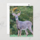 Suche nach buckel postkarten Jede person