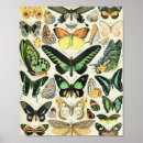 Suche nach exotische schmetterlinge poster Natur