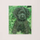 Suche nach cocker spaniel puzzle Welpe