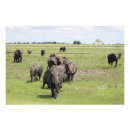 Suche nach elefant foto poster Savanne
