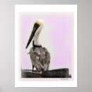 Suche nach pelican poster California