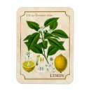 Suche nach zitronen blume magnete Botanisch