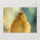 Suche nach goldschmied postkarten Goldfinch