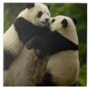 Suche nach großer panda fliesen Asien