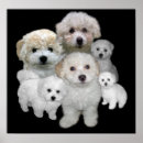 Suche nach bichon poster Frise
