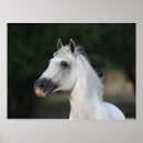 Suche nach stallion poster Grau