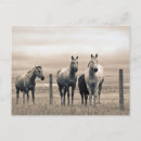 Suche nach horse postkarten Ranch
