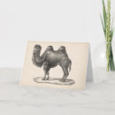 Suche nach camel karten Wüste