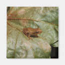 Suche nach kröten magnete Frosch