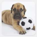 Suche nach nicht reinrassig aufkleber Reinrassiger hund
