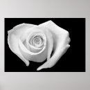 Suche nach black rose poster White