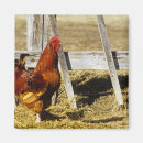 Suche nach rooster magnete Nutztier