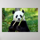 Suche nach niedliche pandas poster Riesenpanda