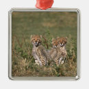 Suche nach kenia ornamente Natur