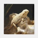 Suche nach eidechsen magnete Reptil
