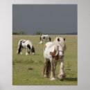 Suche nach clydesdale poster Tier
