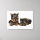Suche nach yorkshire terrier leinwandbilder Hund