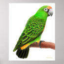 Suche nach friendly poster Papagei
