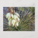 Suche nach yucca postkarten Usa