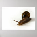Suche nach schnecke poster Wildtiere