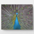 Suche nach pfau fotoplatten Vogelvogel