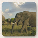 Suche nach afrikanischer elefant untersetzer Adam jones