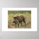 Suche nach eber poster Wildes schwein