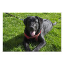 Suche nach labradors poster Hunde
