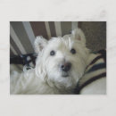 Suche nach westie postkarten Westlich