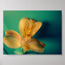Suche nach teal poster Yellow