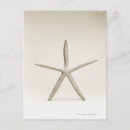 Suche nach totes tier postkarten Meereswelt