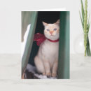 Suche nach lucy karten Katze