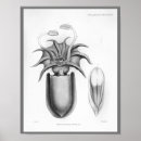Suche nach cephalopod poster Vintag